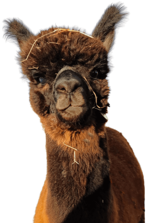 Alpaka Camillo